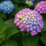 Comment réussir le bouturage de l'hortensia à tous les coups ?