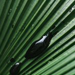 Comment se débarrasser des pucerons naturally avec du savon noir ?