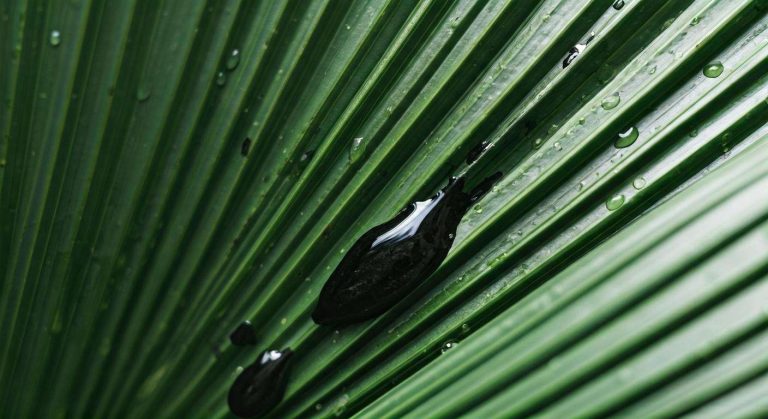 Comment se débarrasser des pucerons naturally avec du savon noir ?