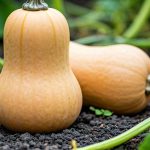Comment savoir quand une courge butternut est mûre pour la récolte ?