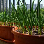Comment cultiver de l'ail en pot sur son balcon ?