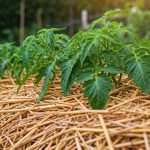 Comment bien pailler ses pieds de tomates pour limiter l'arrosage ?
