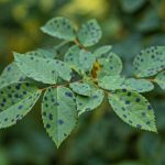 Comment reconnaître et traiter la maladie des taches noires sur les rosiers ?