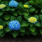 Comment acidifier la terre pour avoir de beaux hortensias bleus ?