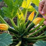 Comment pincer les plants de courgettes pour avoir plus de légumes ?