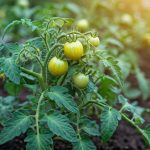 Comment lutter contre le mildiou de la tomate avec des solutions bio ?