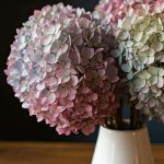 Comment faire sécher des hortensias pour en faire des bouquets secs ?