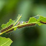 Comment reconnaître les premiers signes d'une invasion de pyrale du buis ?