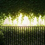 Comment cacher un vis-à-vis gênant avec des plantes grimpantes ?