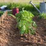 Comment réussir ses semis de carottes pour qu&rsquo;elles soient bien droites ?