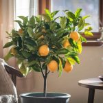 Comment prendre soin d’un citronnier en pot en hiver ?