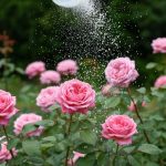 Cette astuce étonnante avec du savon de Marseille éloigne naturellement les pucerons des rosiers