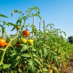 L'erreur que tout le monde fait avec les feuilles de tomates après la récolte et qui propage les maladies
