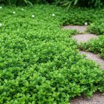 Ce couvre-sol au parfum de citron supporte le piétinement et repousse naturellement les moustiques