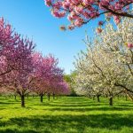 L'arbre fruitier préféré des Français se plante en automne : une pure merveille au printemps