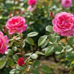 La seule taille à effectuer sur les rosiers en automne pour une floraison explosive et des fleurs deux fois plus grosses