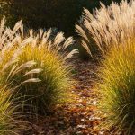 Ne taillez surtout pas vos graminées en automne, les paysagistes expliquent pourquoi c'est une grave erreur
