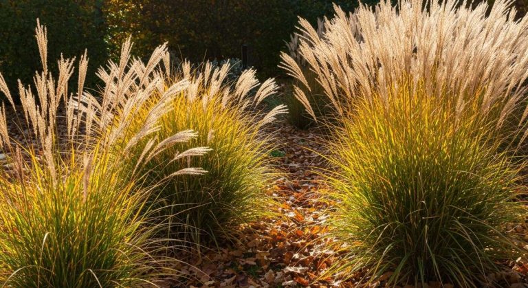 Ne taillez surtout pas vos graminées en automne, les paysagistes expliquent pourquoi c'est une grave erreur