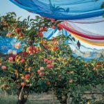 Cette technique pratique avec des filets protège vos fruits des oiseaux jusqu’à la récolte