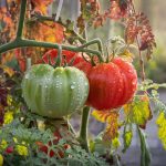 Cette astuce naturelle avec du lait écrémé évite le mildiou sur les tomates d’automne