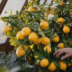 Mon citronnier continue de produire des fruits tout l’hiver grâce à ce simple geste que j’effectue en octobre