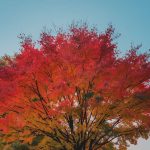 Cet arbre devient rouge flamboyant en octobre et ne demande absolument aucun entretien particulier