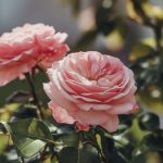 Ce rosier buisson fleurit par vagues successives jusqu’à la Toussaint et sent divinement bon le citron