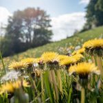 Cette « mauvaise herbe » qui pousse en abondance en automne est en réalité un véritable délice en salade