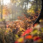 Cette plante médicinale se récolte spécifiquement en automne et soulage tous les maux de l&rsquo;hiver