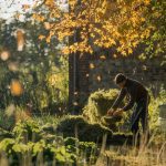 Le « purin d’orties » d’automne : le traitement simple qui renforce vos plantes avant les rigueurs de l’hiver