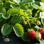 Le geste qui sauve vos fraisiers à l'automne et qui va tripler votre récolte de fraises l'année prochaine