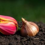 Pourquoi il ne faut jamais planter de bulbes de tulipes trop tôt en saison : l'erreur du débutant