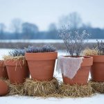 Cette astuce gratuite évite que vos pots en terre cuite n’éclatent sous le gel d’hiver
