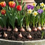 La technique de la "lasagne" de bulbes : comment obtenir 3 mois de fleurs continues au printemps dans une seule jardinière