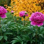 Pourquoi il faut absolument planter ses pivoines en automne et surtout pas au printemps pour qu'elles fleurissent