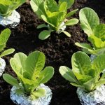 Cette astuce avec une simple feuille d'aluminium sauve mes jeunes salades d'hiver de toutes les limaces
