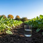 Comment savoir si la terre de votre jardin est trop acide avant l'hiver ? Le test facile avec du vinaigre