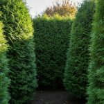 Le secret d’un brise-vue naturel et persistant qui pousse rapidement même dans les sols pauvres d’automne