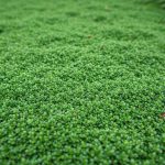 Cette plante tapissante forme un tapis si dense que même le liseron n'arrive pas à percer, un vrai miracle