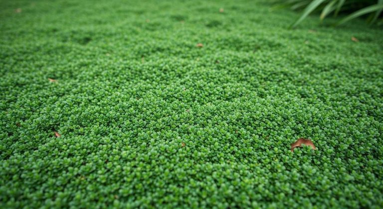 Cette plante tapissante forme un tapis si dense que même le liseron n'arrive pas à percer, un vrai miracle