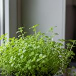 Cette plante aromatique incroyable pousse tout l'hiver sur le rebord de la fenêtre et vient parfumer tous vos plats