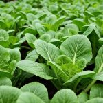 Ce légume-feuille asiatique pousse à une vitesse folle et se récolte en moins de 40 jours après le semis