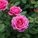 Ce rosier incroyable fleurit sans arrêt jusqu'aux premières gelées et ne demande absolument aucune taille