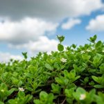 Cette plante couvre-sol pousse même dans les sols pauvres et résiste à toutes les intempéries
