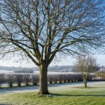 Cet arbre rustique pousse vite, résiste aux grands froids et devient un atout majeur du jardin familial