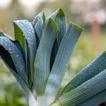 Le seul et unique légume que les jardiniers expérimentés plantent en octobre pour une récolte garantie en plein hiver