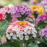 Jardin : Cette fleur est l’une des rares à fleurir toute l’année, pourtant, elle est peu connue