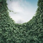 Cette plante grimpante pousse à une vitesse folle et transforme un mur moche en oasis de verdure, même en hiver