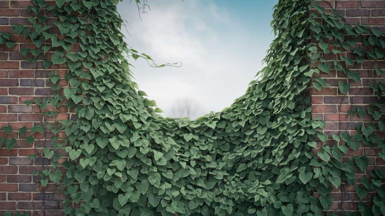Cette plante grimpante pousse à une vitesse folle et transforme un mur moche en oasis de verdure, même en hiver