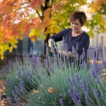L’erreur fatale que beaucoup de jardiniers amateurs commettent en taillant leurs lavandes en automne
